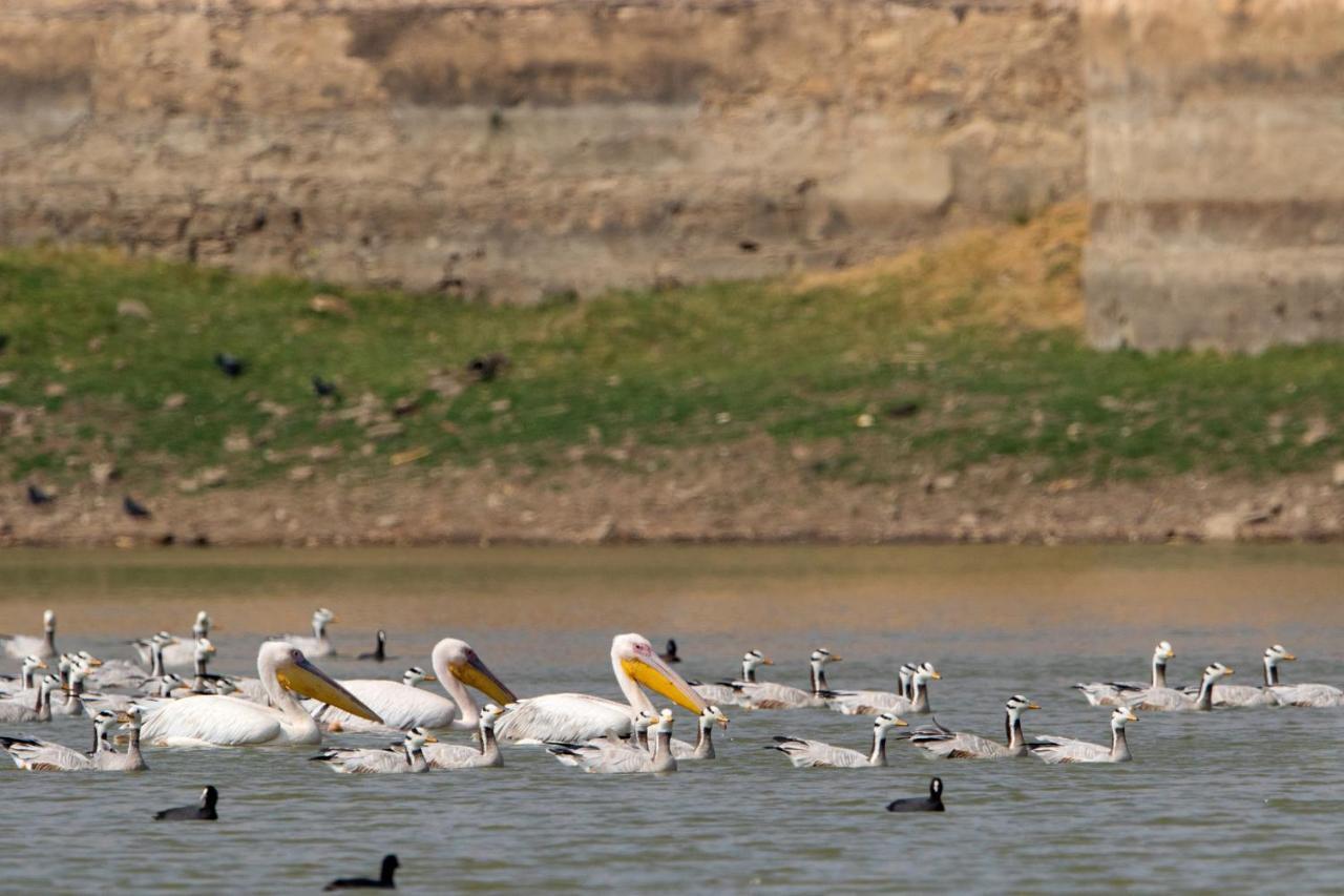 Raas Chhatrasagar, Nimaj, District Pali Ngoại thất bức ảnh