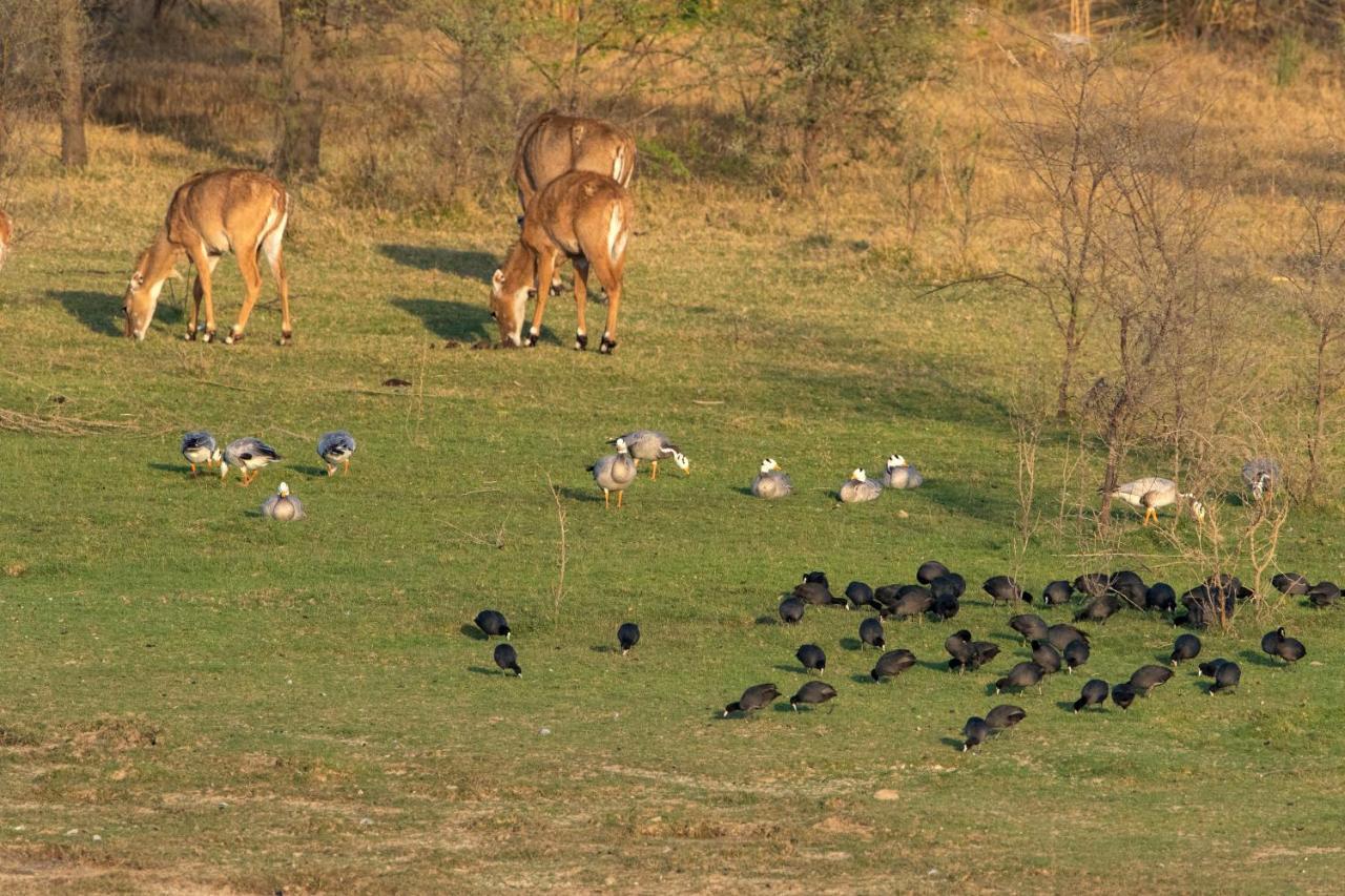 Raas Chhatrasagar, Nimaj, District Pali Ngoại thất bức ảnh